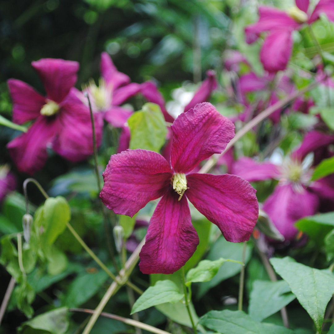 Clematis viticella 'Madame Julia Corevon'