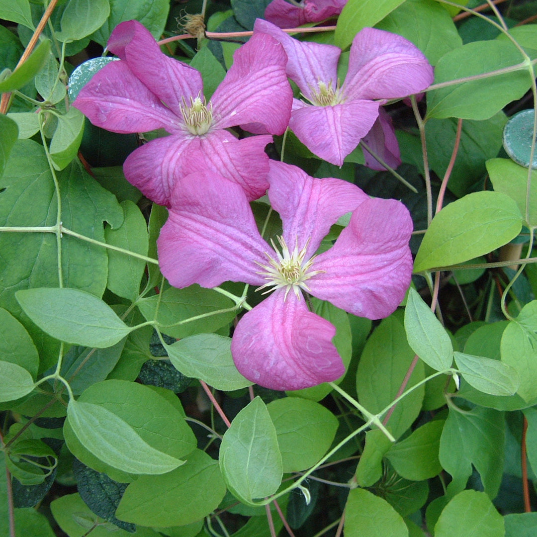 Clematis viticella 'Margot Koster'