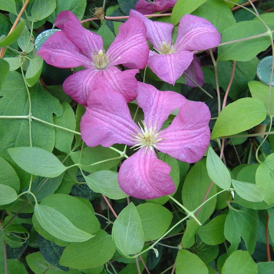 Clematis viticella 'Margot Koster'