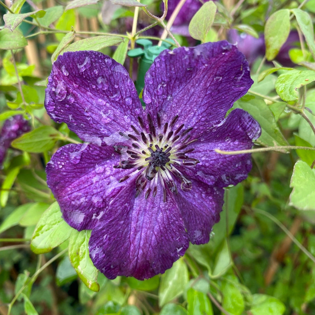 Viticella Night Veil purple flower with light purple spots