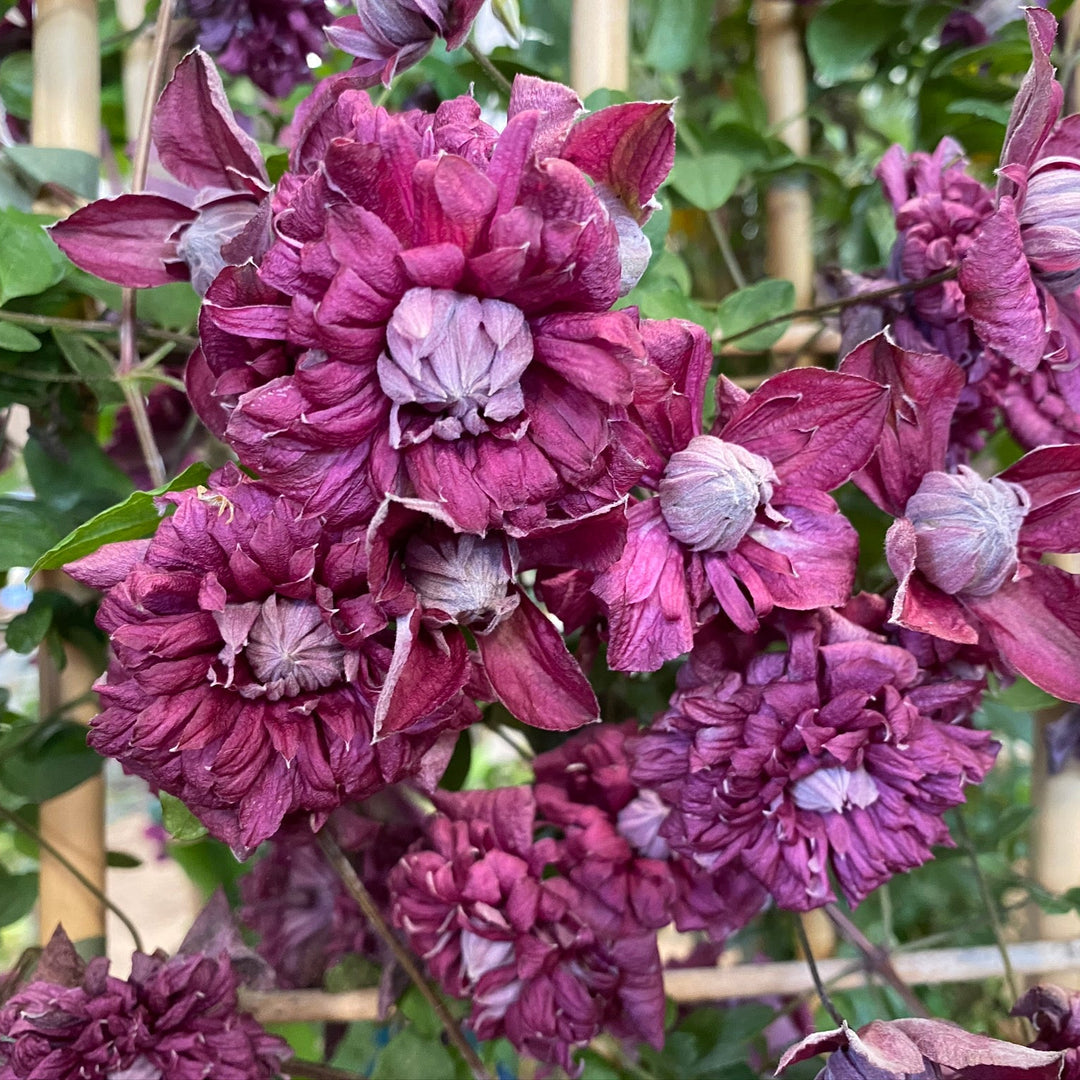 Clematis viticella 'Purpurea Plena Elegans'