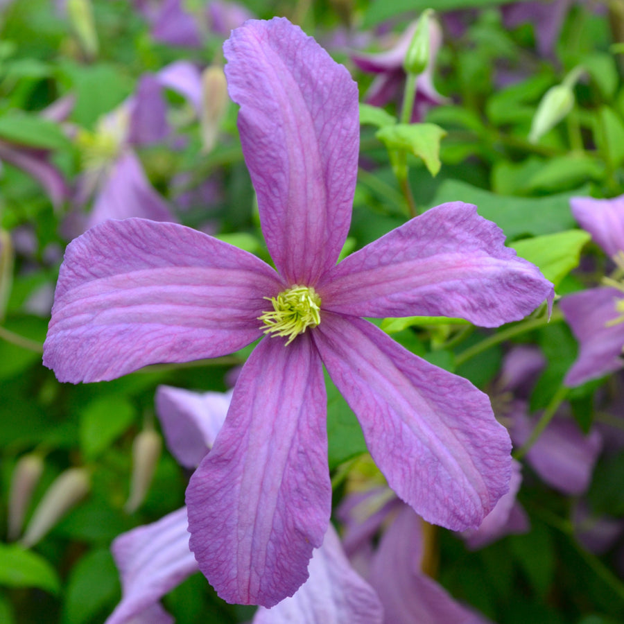 Clematis viticella 'Valour'