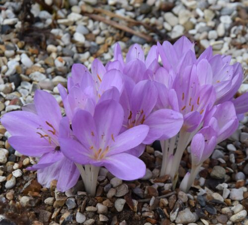 Colchicum byzantinum