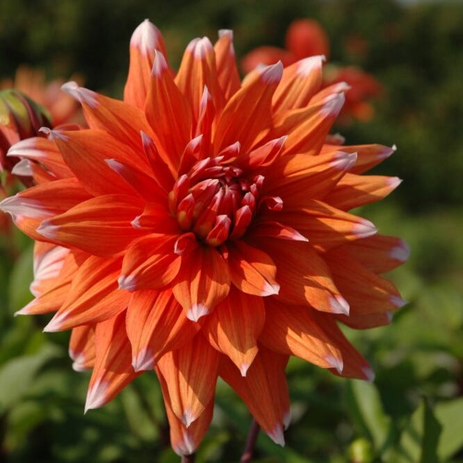 Dahlia 'Colour Spectacle'