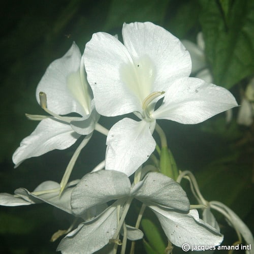 white ginger lily bulbs Hedychium coronarium Bulbs
