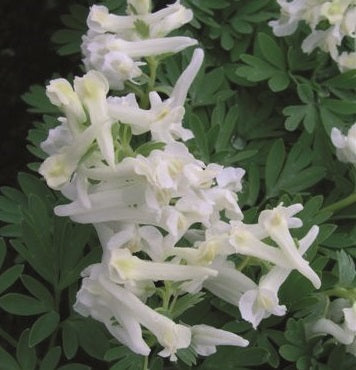 Corydalis solida White Knight
