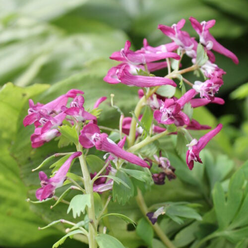 Corydalis Purple Bird