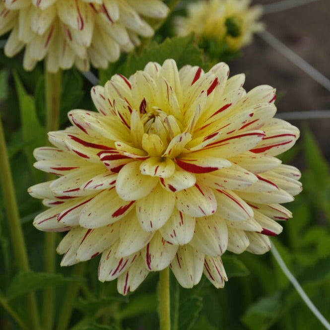 Dahlia 'Crème Silence'