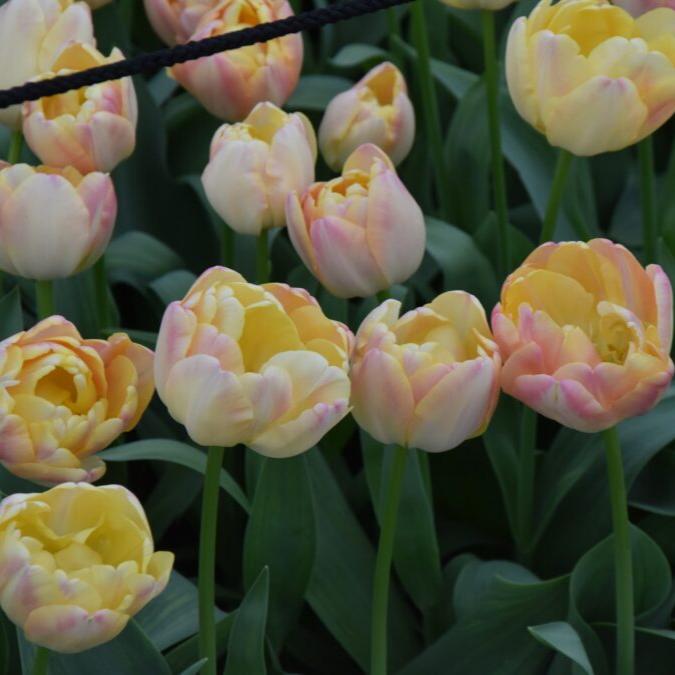 Tulipa 'Creme Upstar' Bulbs