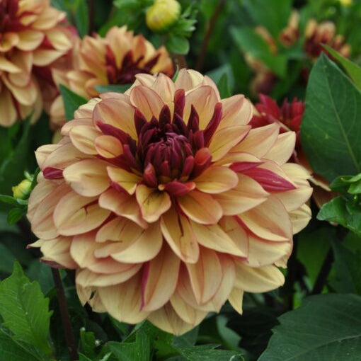 Dahlia 'Crème de Cognac'