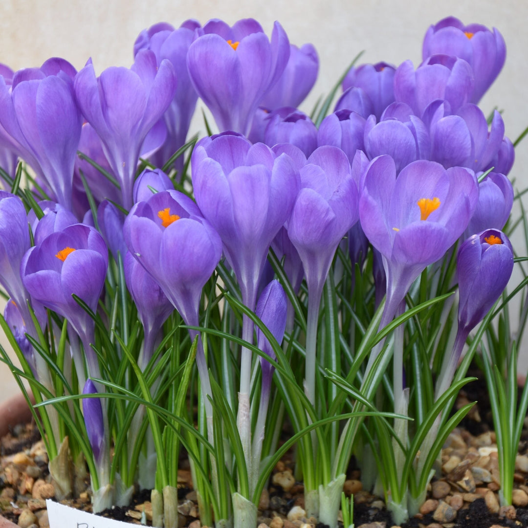 Crocus 'Aqua'