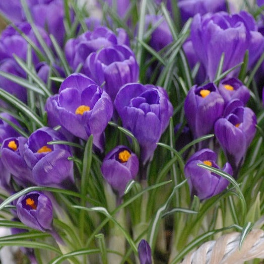 Crocus Flower Record