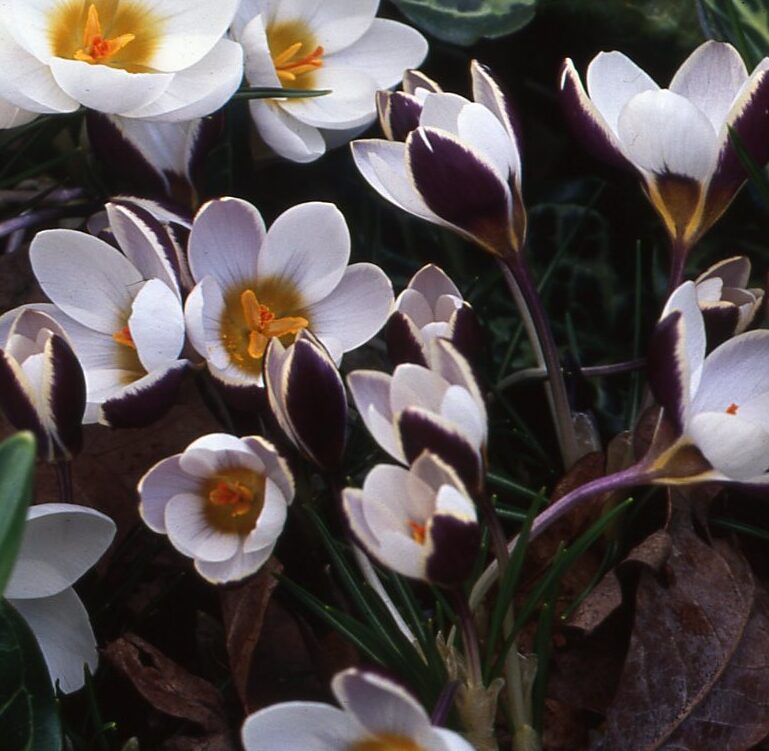 Crocus 'Ladykiller'
