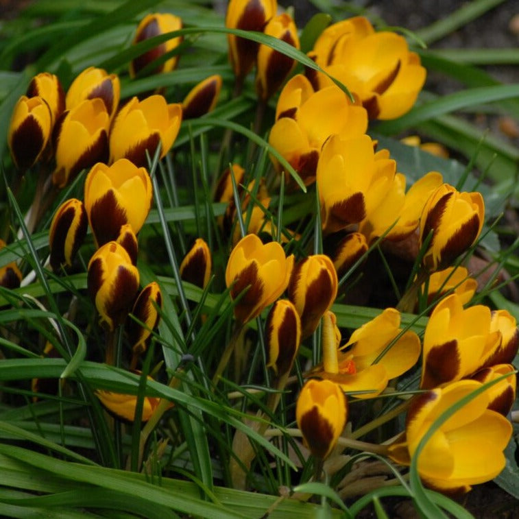 Crocus 'Herald' Bulbs