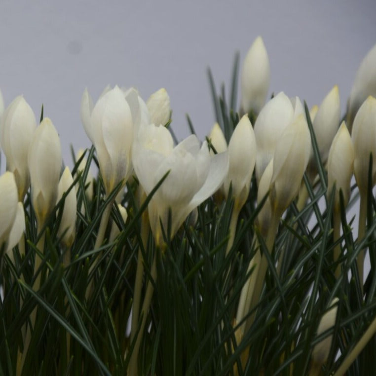 Crocus biflorus 'Miss Vain'