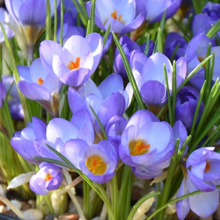 Crocus 'Zenith'