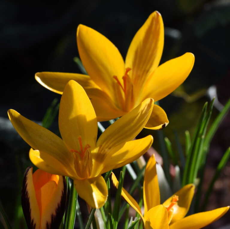 Crocus angustifolius (Cloth-of-gold Crocus)