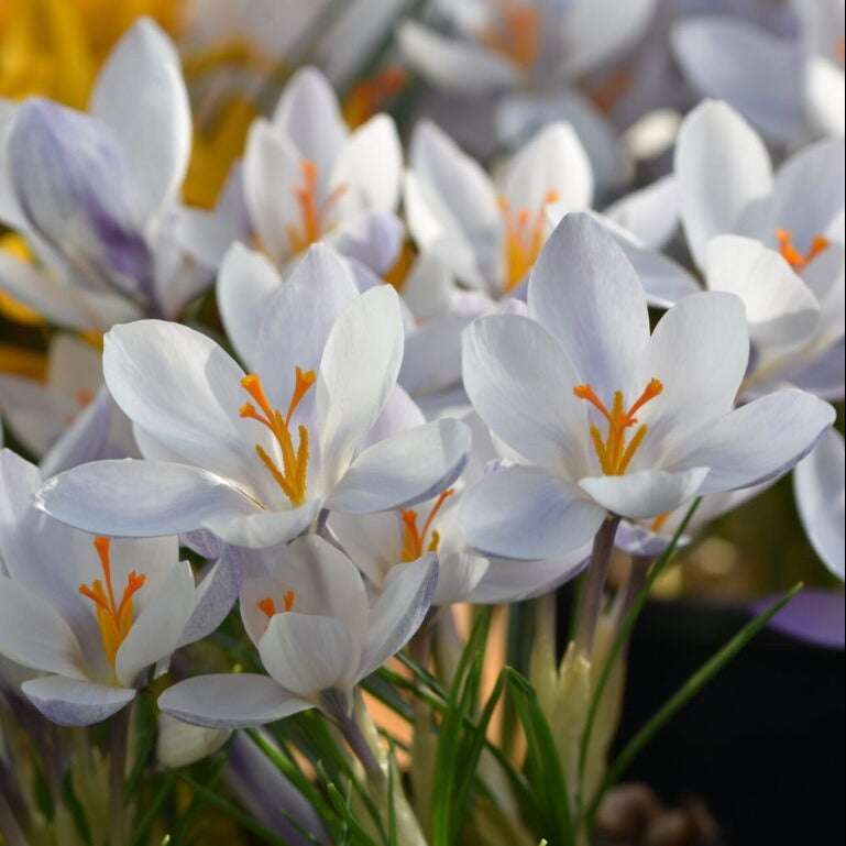 Crocus biflorus weldenii 'Fairy'
