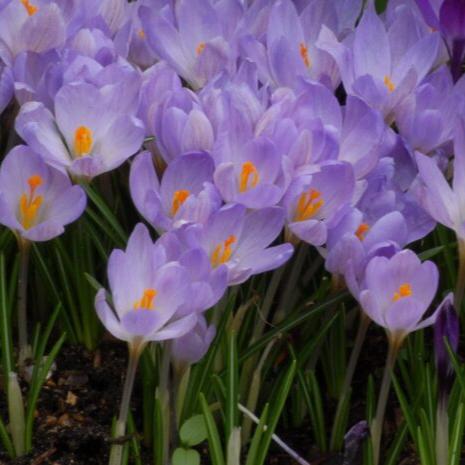 Crocus etruscus 'Zwanenburg'