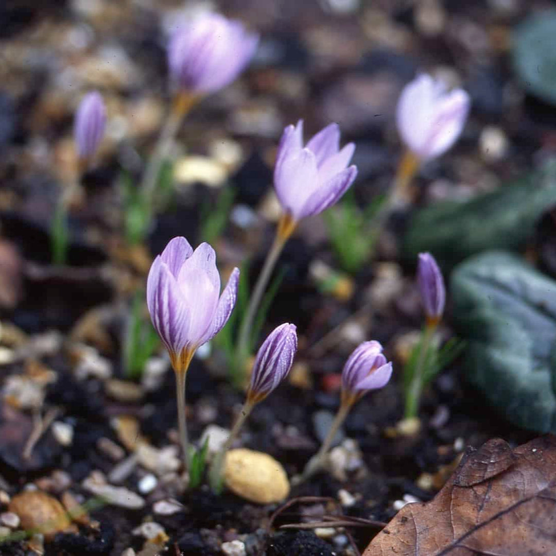 Crocus leavigatus Fontenay