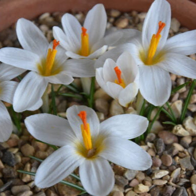 Crocus malyi