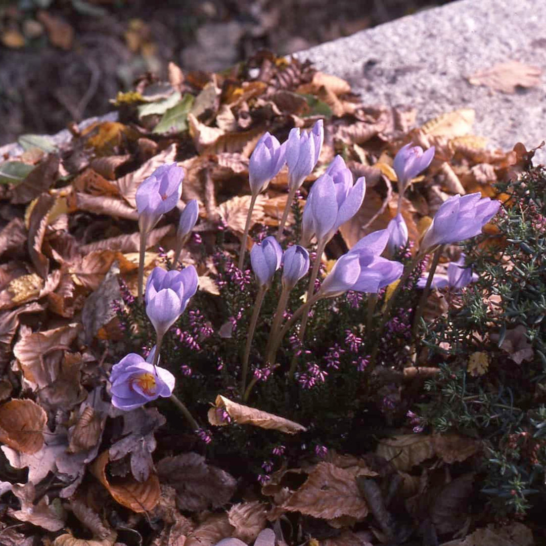 Crocus ligusticus