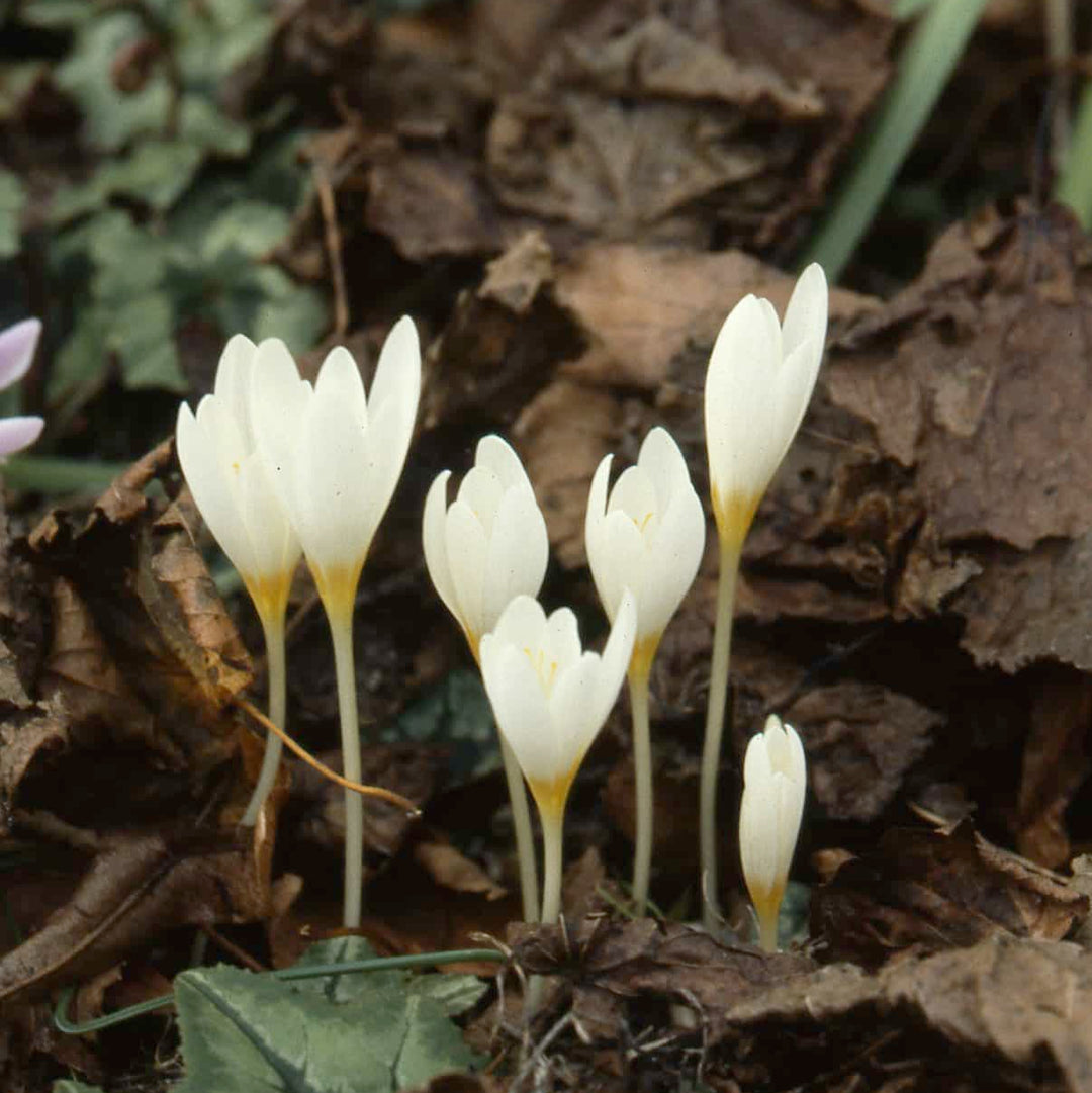 Crocus ochroleucu