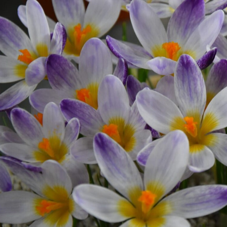 Crocus sieberi ‘Ronald Ginns’