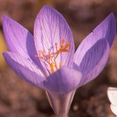 Crocus speciosus 'Cassiope'
