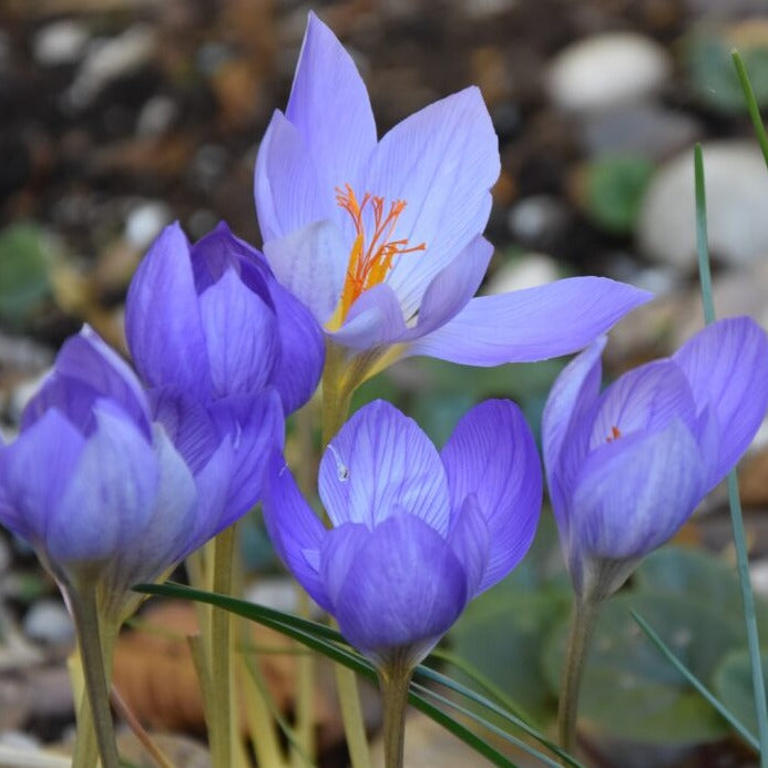Crocus speciosus 'Conqueror'