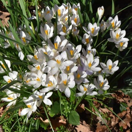 Crocus tommasinianus Albus