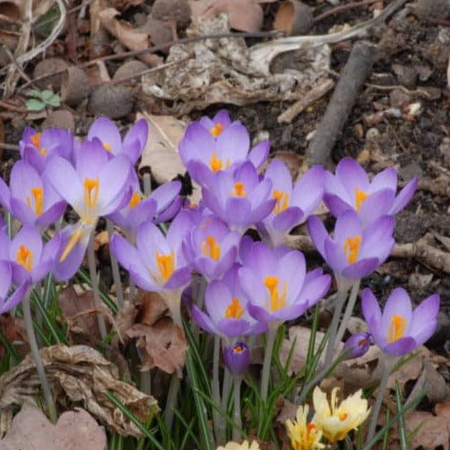 Crocus tommasinianus 'Whitewell Purple'