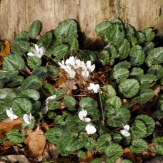 Cyclamen cilicium f. album (White Cilician Cyclamen) Bulbs