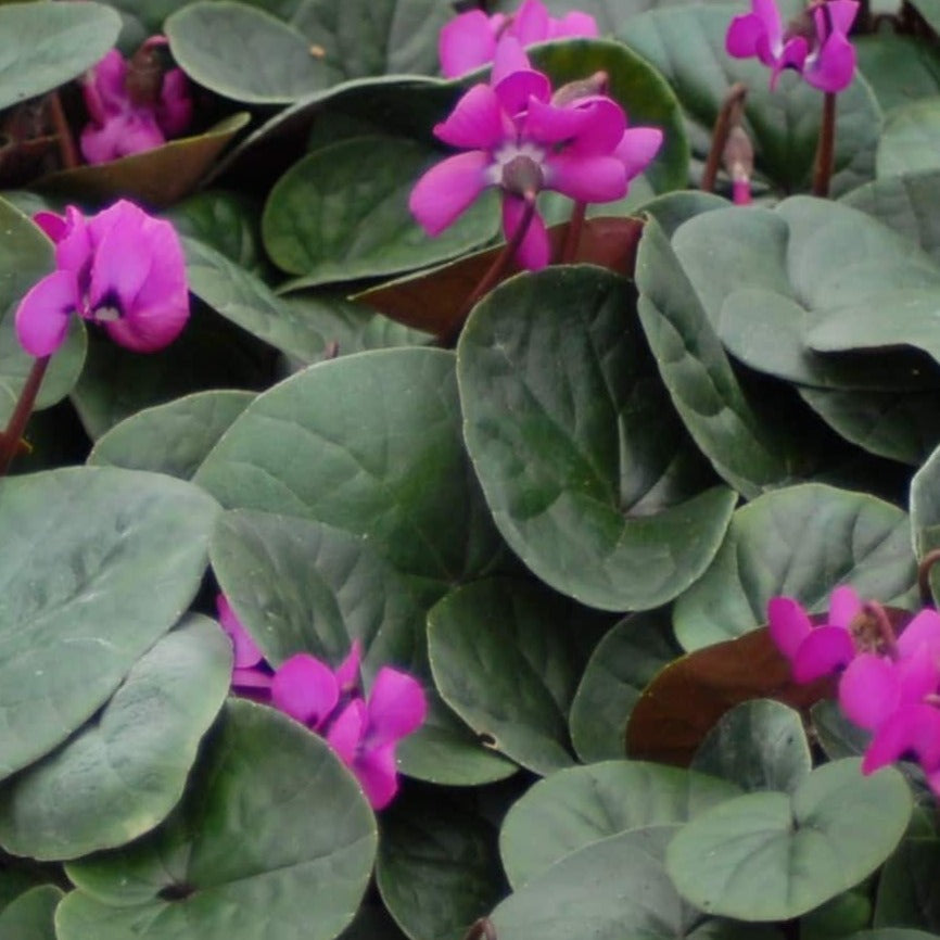 Cyclamen coum Selected Red form