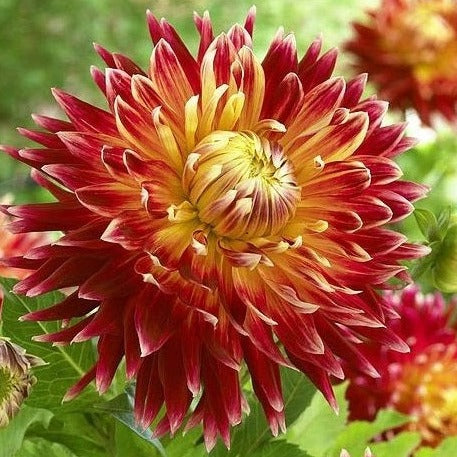 Dahlia 'Akita'