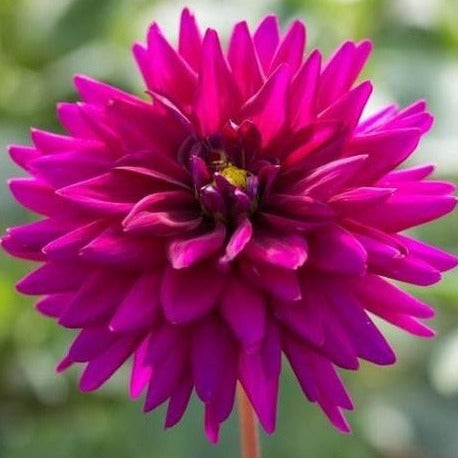 Dahlia 'Ambition'