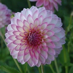 Dahlia 'Arbatax'