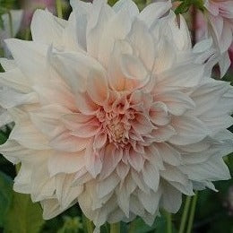 Dahlia 'Cafe au Lait'