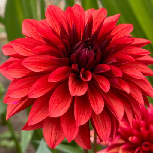 Dahlia 'Danique'