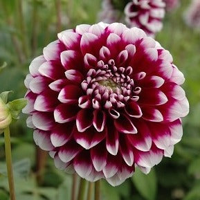 Dahlia 'Edinburgh'