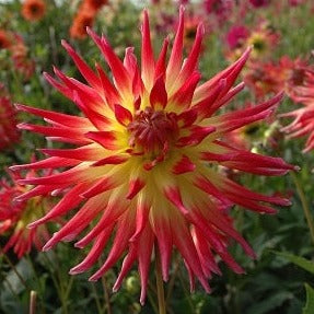 Dahlia 'Electric Flash'