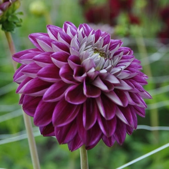 Dahlia 'Embassy'