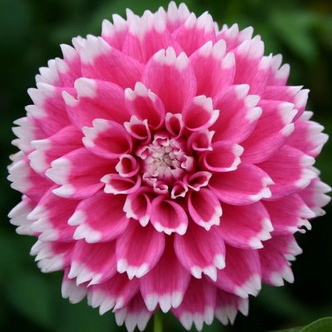 Dahlia 'Fuzzy Wuzzy'