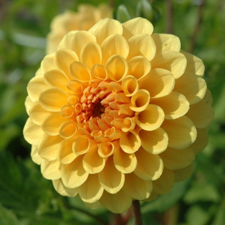 Dahlia 'Golden Sceptre'