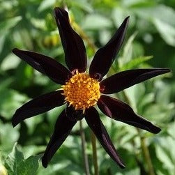 Dahlia 'Honka Black'