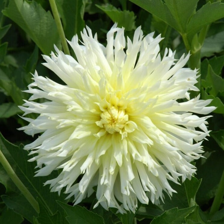 Dahlia 'Ice Crystal'