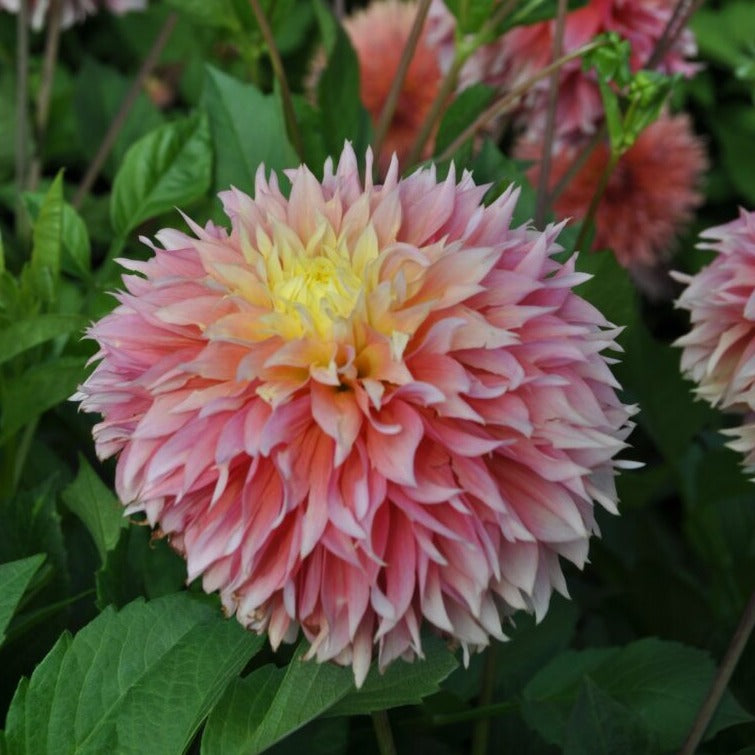 Dahlia 'Kogane Fubuki'