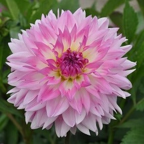 Dahlia 'Kordessa'