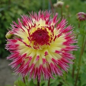 Dahlia 'Lindsay Michelle'