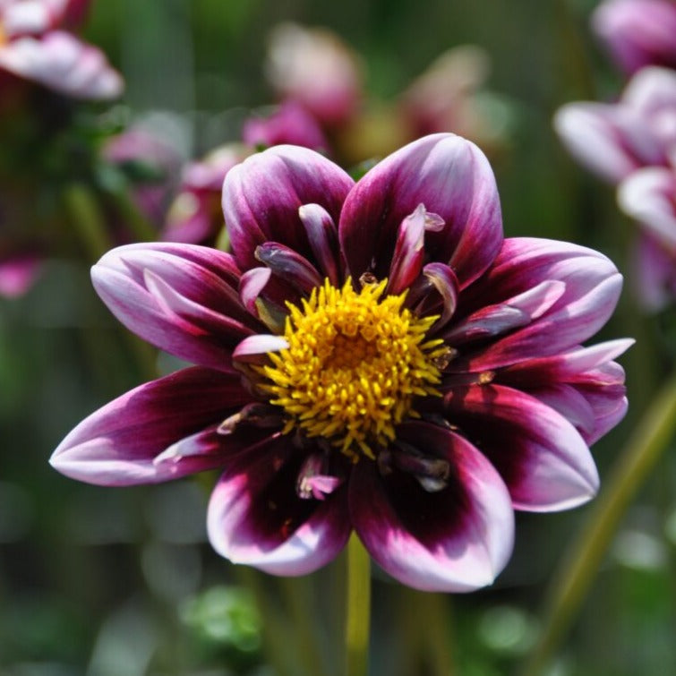 Dahlia 'Liquid Desire'